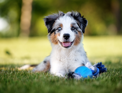 Fluffy white dog laying in grass with a rope toy